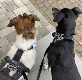 2 Hunde beim Gassi-Service in Düren