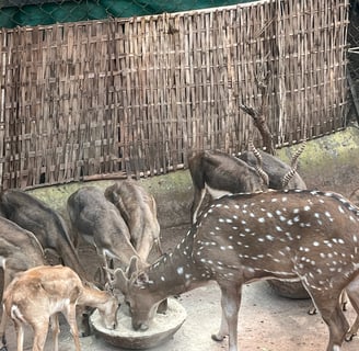 Nandankanan, Odisha