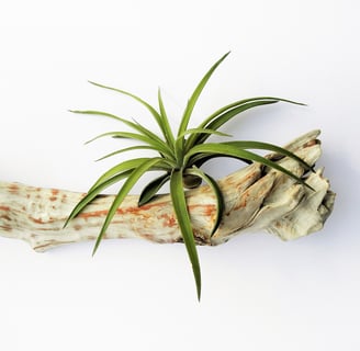 Tillandsia  su piccolo ramo di legno