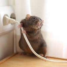 dégâts rat