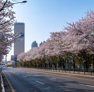Cherry blossom, Korea