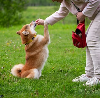 a woman is training her dog in the park