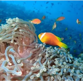 Life in the corals in Maldives