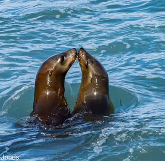 Sea lions near La Jolla, CA 