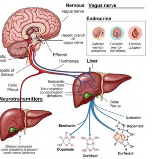 "Diagrama médico da conexão neurológica entre fígado e cérebro"