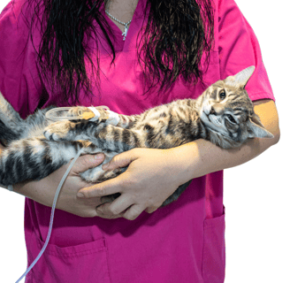 Die Gesundheit Ihrer Katze ist von größter Bedeutung, und es ist entscheidend, den richtigen Zeitpun