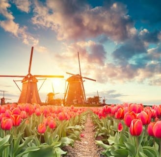 tulips - windmill windmills and windmill windmills in the background