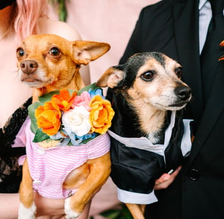 Dog pets flower girl and ring bearer photo by Katy Rox Wedding Photographer