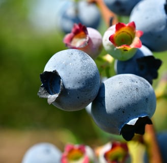 a bunch of blueberries are on the tree
