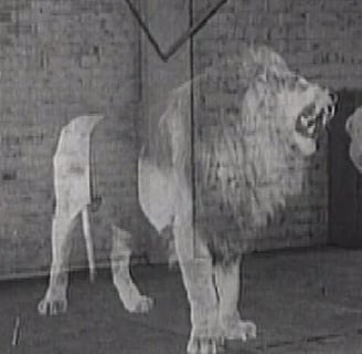 Ghost Lion