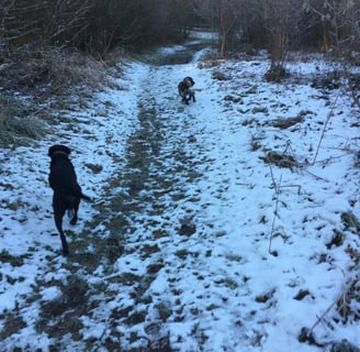 The dogs at Westonbirt Arboretum