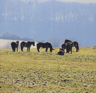 Exmoor Ponies