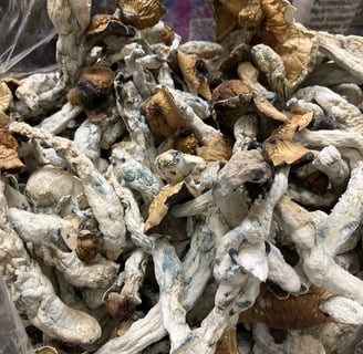 Buy Magic Mushrooms in Vancouver, Canada