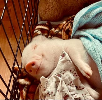 Lilith sleeping