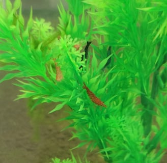 neocaridia shrimp in aquarium