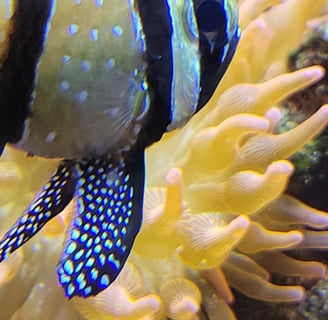 Banggai cardinalfish with sea anemone