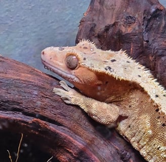 captive bred crested gecko