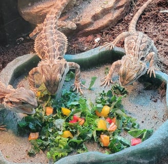 bearded dragons eating salad