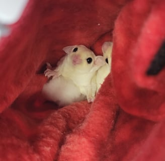 leucistic sugar gliders in pouch