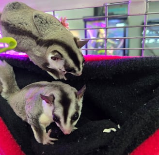 whitefaced sugar gliders climbing on pouch