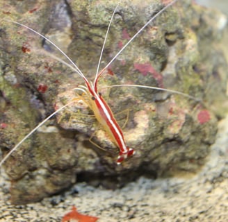 saltwater cleaner shrimp