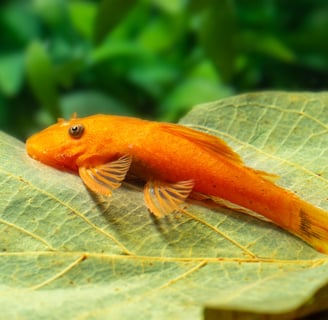 a super red pleco fish that is sitting on a leafy leaf