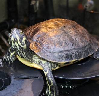 yellow belly slider turtle