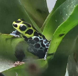 poison dart frog