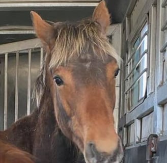 2024 AQHA Lookin at a Silver