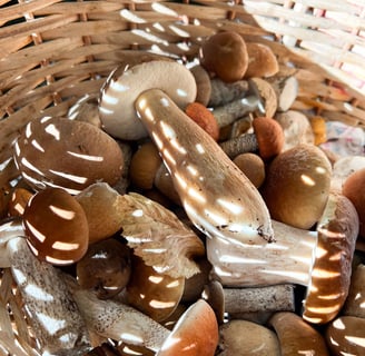 Canasta de setas y champiñones 