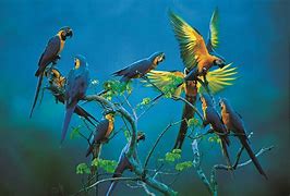 Flock of parrots.