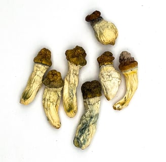 magic mushrooms in australia