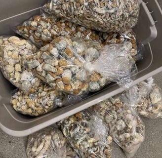 How Much Do Magic Mushrooms Cost in Perth, WA?