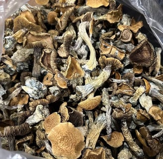 where we can Buy Magic Mushrooms Online in Australia