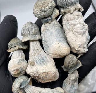 buy magic mushrooms Sydney Australia