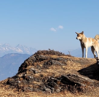hiking, trekking, nepal, himalayas, sailung, kalinchowk, temple, shailung, kathmandu, nature