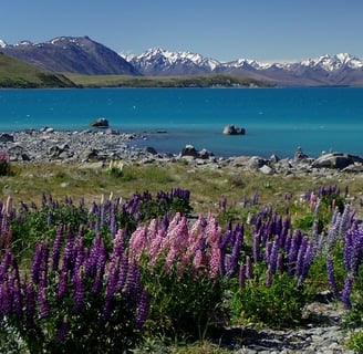 a field with purple flowers and mountains in the background