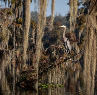 Great blue heron perched on a branch surrounded by trees