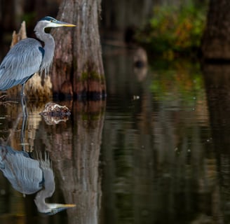 great blue heron fishing in lake martin with mirror like reflection