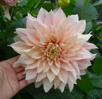 Large flower of peachy beige color which is the variety Cafe au Lait dahlia