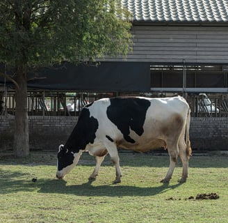 Dairy cow grazing on a farm near a rural milk cooperative — symbolizing India’s dairy revolution