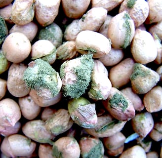 un tas de noix contaminées par des aflatoxines