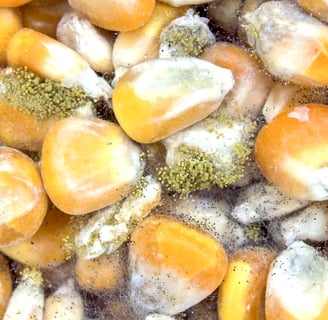 grains de maïs contaminés à l'aflatoxine