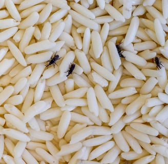 charançon du riz dans des grains de riz