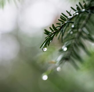 Fresh green pine needles with water droplets, suggesting a sense of renewal or a recent rain.