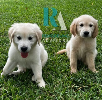 Golden Retriever mascot of Remodeling Advisors bringing joy to our Austin-based home renovation team.