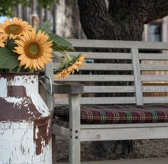 A weathered milk can painted white, filled with blooming sunflowers and placed next to a wooden benc