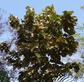 eco-friendly teak 
