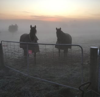 Two horses standing in a field in the morning mist