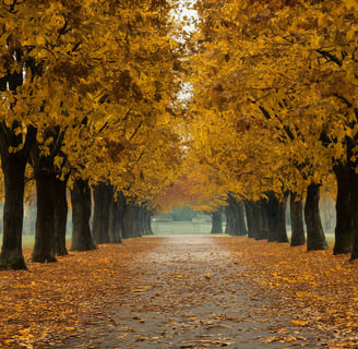 a path way with trees and leaves on the ground